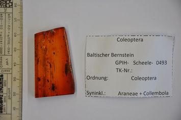 preview Bernstein m. 2 Käfer, Spinne, Springschwanz